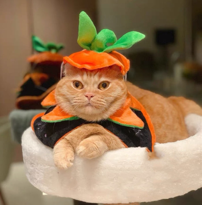 Halloween Pumpkin Cape and hat for dogs and cats
