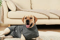 Medical Pet-T-Shirt Post Surgery
